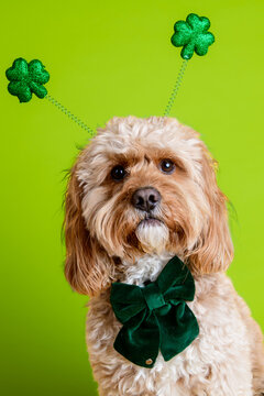 st patricks day dog on green 