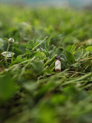 Fototapeta premium Cigarette butt among lush green grass in a park setting during daylight