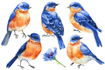 Set blue birds with orange feathers isolated, Watercolor hand painted songbird, wildlife nature clipart, bird painting