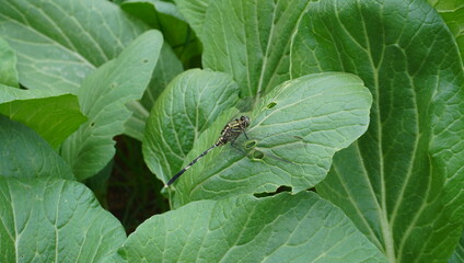 dragonfly on mustard leaves