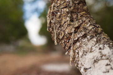 Fresh mastic drops ooze in tears from the mastic tree, reflecting light on Chios Island, Greece. A close-up shot with a dreamy bokeh background showcases the natural beauty of this precious resin