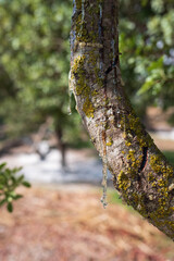 Mastic tree resin oozes in tears, forming glistening mastic drops on Chios Island, Greece. The soft-focus bokeh background enhances the purity and tradition of this rare Mediterranean natural product