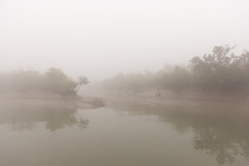 Mangrove forest of Sundarban tiger reserve in a foggy morning, India