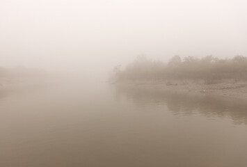 Fototapeta premium Great egret feeding in mangrove forest of Sundarban tiger reserve in foggy morning, India