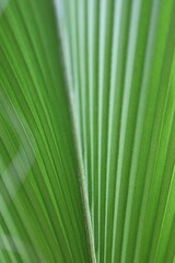 Coconut plant, green background, cocos nucifera