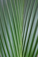 Coconut plant, green background, cocos nucifera