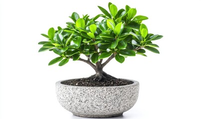 Obraz premium A vibrant bonsai tree in a textured gray pot, showcasing lush green leaves against a clean background
