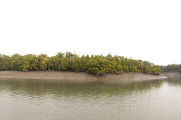 Beautiful mangrove forest in an island of Sundarban tiger reserve, India
