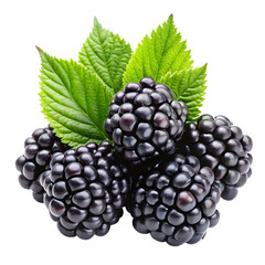 Fototapeta premium Blackberry fruit isolated on transparent background 