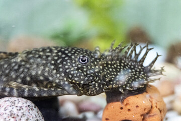 Close-up of a fish with a patterned body in an aquarium against a blurred background.
