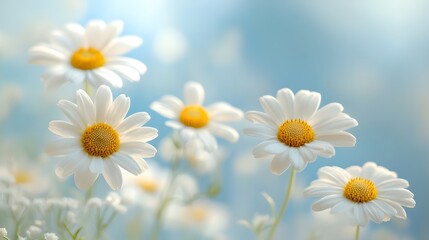 Fototapeta premium White daisies against a blurred blue sky highlight delicate petals and yellow centers, creating a soft, dreamy summer meadow scene with natural lighting.