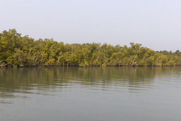 Great egret perched on mangrove tree at Sundarban tiger reserve, India