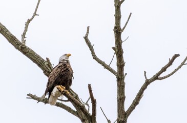 Wild raptor scanning the horizon.
