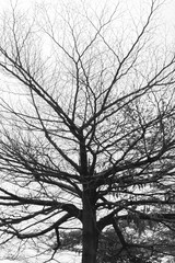 The bare branches of a tree in black and white stand against a soft, pale sky, emphasizing the tree's stark, graphic outline.