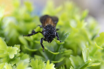 A close-up of a small, dark insect perched on a vibrant green, leafy surface, showcasing detailed textures.