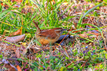The Carolina wren (Thryothorus ludovicianus).  This wren is the state bird of South Carolina.
