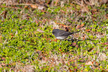 The dark-eyed junco (Junco hyemalis ), male on the yeard