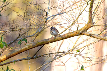 The song sparrow (Melospiza melodia), native sparrows in North America