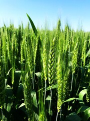 Still green spikes of winter wheat began to form on the massive commodity field of agriculture