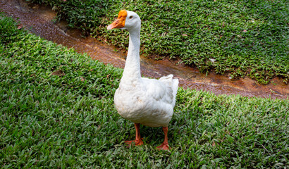 A domestic goose is a goose that humans have domesticated and kept for their meat, eggs, or down feathers
