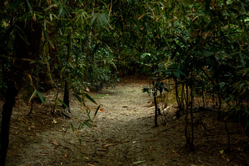 Rural jungle in Bangladesh. Sunlight creating a serene light and shadow play