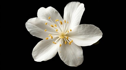 Stunning White Blossom Against Black Background