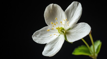 Delicate White Blossom Against Black Background: A Close-Up Study of Nature's Beauty