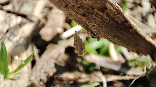 small objects like hanging bark move in the wind
