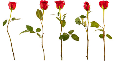 Red roses (a) - flowers, petals and stems photographed from the side on. Isolated, PNG file.
