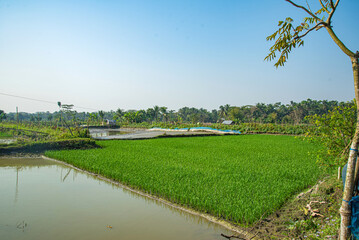 Village paddy field of Bangladesh. natural beauty of Bangladesh
