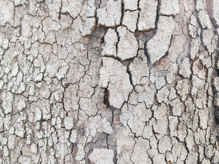 Dry tree bark texture as background