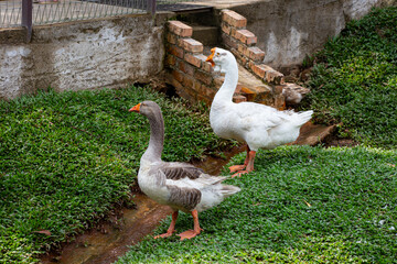 A domestic goose is a goose that humans have domesticated and kept for their meat, eggs, or down feathers
