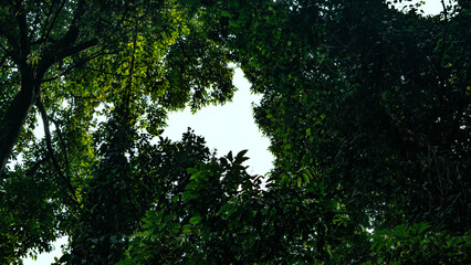 Green Tree Canopy with Open Sky View