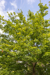 Crown of Quercus palustris, also called pin oak, swamp oak, or Spanish oak.