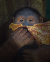 close up of orangutan  © badrudin