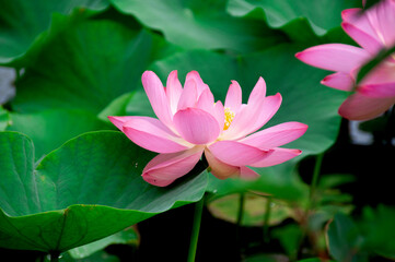 pink water lily
