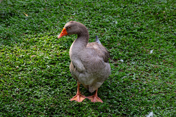 The Toulouse goose is a French breed of large domestic goose
