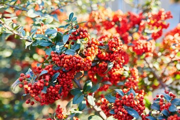 Pyracantha plant, bright red berries. Plants in autumn