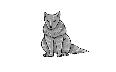 Hand drawn picture of wolf