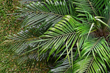Palm trees leaves in Teresopolis, Rio de Janeiro, Brazil