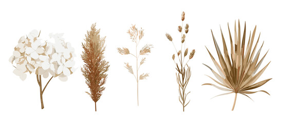 Watercolor dried flowers, beige hydrangea, cream pampas grass, lunaria branches, dry palm leaves, vector illustration, floral bouquet, boho decor, botanical art, elegant nature elements, editable set © aura studio