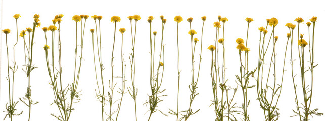 Santolina (Cotton lavender) flower heads, leaves and stems photographed from the side on. Isolated, PNG file.
