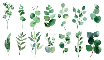 Vector eucalyptus leaves set, botanical greenery, silver dollar branches, watercolor illustration, rustic wedding decor, save the date, pattern, editable elements, floral foliage, isolated on white © aura studio