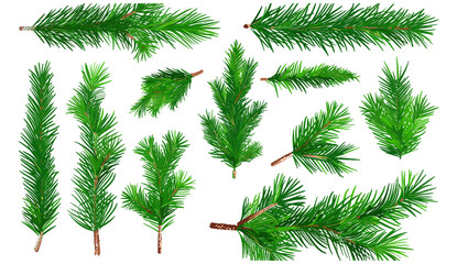 Vector set of fir branches, Christmas tree, pine collection, Xmas tree branch and cone, New Year flat branches set, spruce, hand drawn graphic elements, winter holiday decor, evergreen foliage © aura studio