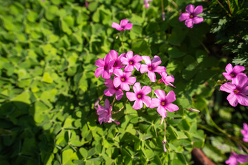 緑とピンクの調和で咲くイモカタバミの花