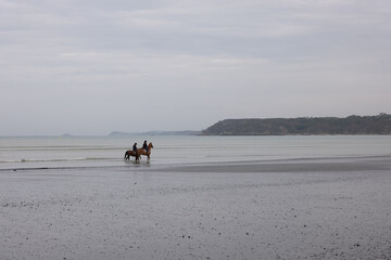 horses on the beach