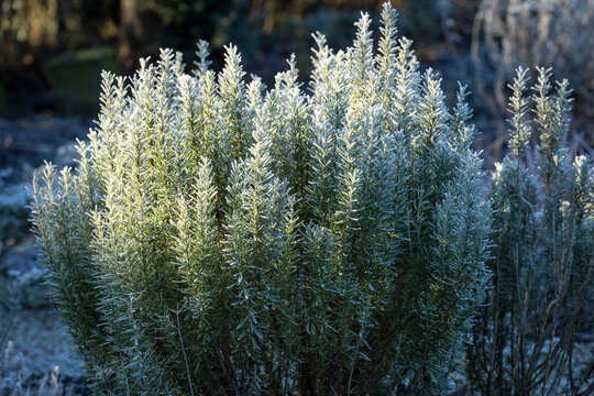 Rosmarinpflanze mit Raureif bedeckt im Winter