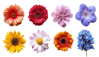 Fototapeta premium Colorful Flowers Isolated On Transparent Background, Featuring Daisy, Sunflower, Gerbera, And Hydrangea.