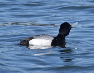 Waterfowl in the spring 