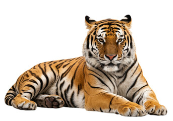 Obraz premium Resting Tiger Portrait Against Black Background Close-Up Wildlife Animal